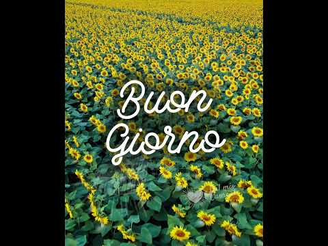 Buongiorno Video e GIF con girasoli