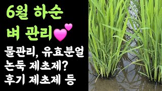 6월 하순 벼 관리❤️ 물관리? 후기제초제? 유효분얼기? 논둑제초제 등