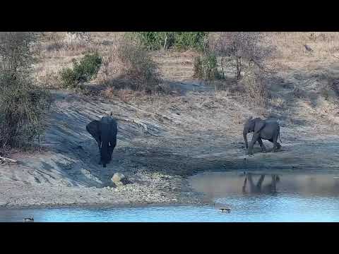 Djuma: Group of three Elephants - 16:57 - 09/18/21