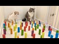 猫は障害物を倒さずに歩けるらしいのでやってみたらまさかの結果にwww