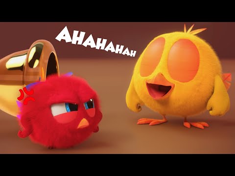 Where's Chicky? | CHICKY & POYO | Chicky Cartoon in English for Kids