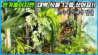 새로운 식물들 덕분에 기나긴 식태기 완전 탈출했습니다!! 12종의 대박식물 2025년 마지막 식물 언박싱!!
