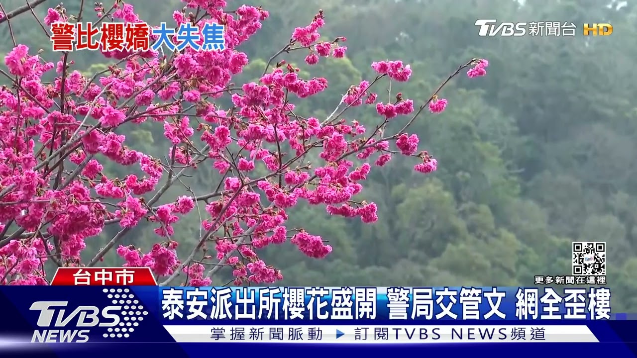 河面櫻花兩相和 杉林溪椿寒櫻盛開倒映成美景