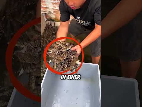 Ein Babykrokodil in einem Alten Haus Gefunden!