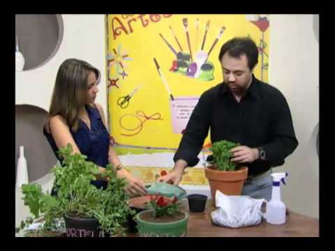 Mulher.com 05/12/2011 - Horta em casa 2/2