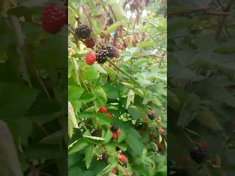 Mure Thornfree in Dobricel,com. Spermezeu,jud. Bistrita - Nasaud.