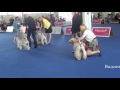 Irish Soft Coated Wheaten Terrier - Irish Soft Coated Wheaten Terrier World Dog Show 16 05 2013 Male champion
