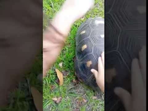 Episódio 1 de pontos turísticos de Boa Vista Roraima. #Bosque