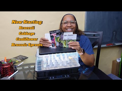 Starting Broccoli, Cabbage, Cauliflower, & Brussels Sprouts