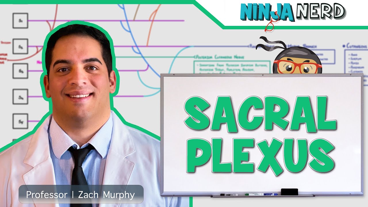 Neurology | Sacral Plexus