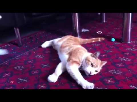 Shahriar-Shiva: visitor