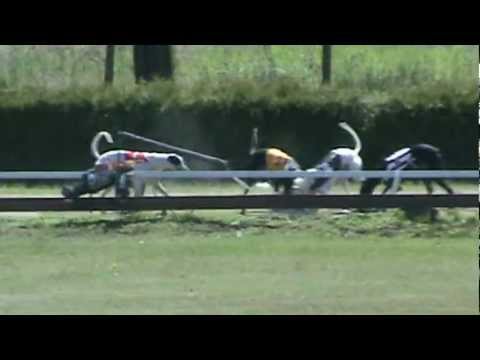 Czech Derby Consolation 2012 - Queen Jade