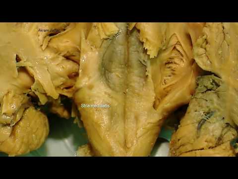 Medulla oblongata, external anatomy