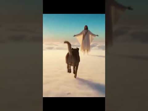 O encontro do cachorro Orelha com Jesus #orelha #jesus #santacatarina