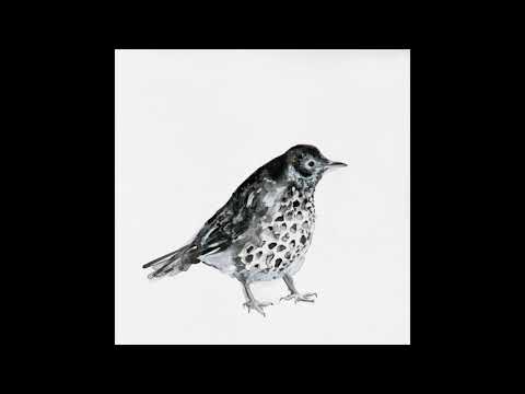 Cosmo Sheldrake - Dawn Chorus