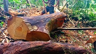 Download lagu BERNILAI TINGGI || MENGOLAH KAYU PENUH DAHAN,,!! mp3