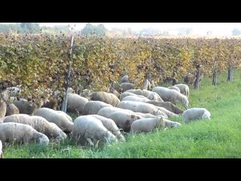 pecore al pascolo nei vigneti