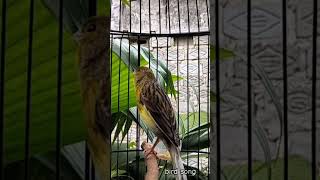 Download lagu KENARI malas bunyi, Terapi untuk kenari masteran canary #canarysingtraining #kanareyka mp3