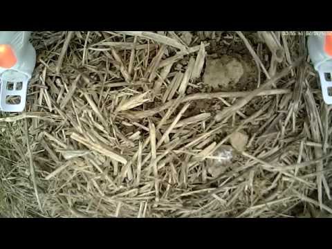 MongoTV_631 - Part 1 - Mongo Drones - Range Test Frederiksdal - Syma 5C - 808 #16 V3 Spycam