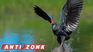 Download lagu 🔴Asli‼️Suara Pikat Burung Mandar Biru// Mandar Besar Jernih dan Sangat Ampuh mp3