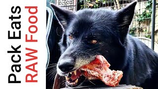 How I Train Puppies To Eat RAW Food with my Pack - Pack Mukbang (Pack-bang)