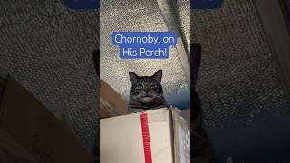 #work#boss#theboss#coworker#workshop#woodshop#bestfriend#annoying#menace#funnycatvideos#funnycat#bff