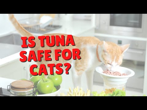 Can Cats Eat Tuna? | Two Crazy Cat Ladies - YouTube