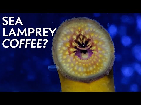 Sea lamprey are nightmare fuel. These researchers are making 'coffee' out of them...
