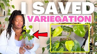 Plant Glow-Up: Variegated Burle Marx, Raphidophora, and  Aglaonema Hybrid