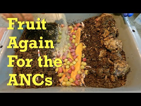 125-day African nightcraler worm bins get 12th feeding after 13 days - vermicompost