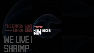 We Live Inside a Shrimp