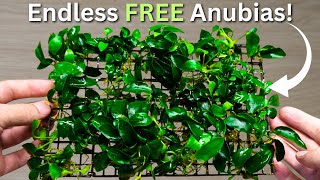 Download lagu How I Grow ENDLESS Anubias Plants For FREE? Anubias propagation step by step! mp3