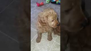 Video preview image #1 Goldendoodle Puppy For Sale in SELINSGROVE, PA, USA