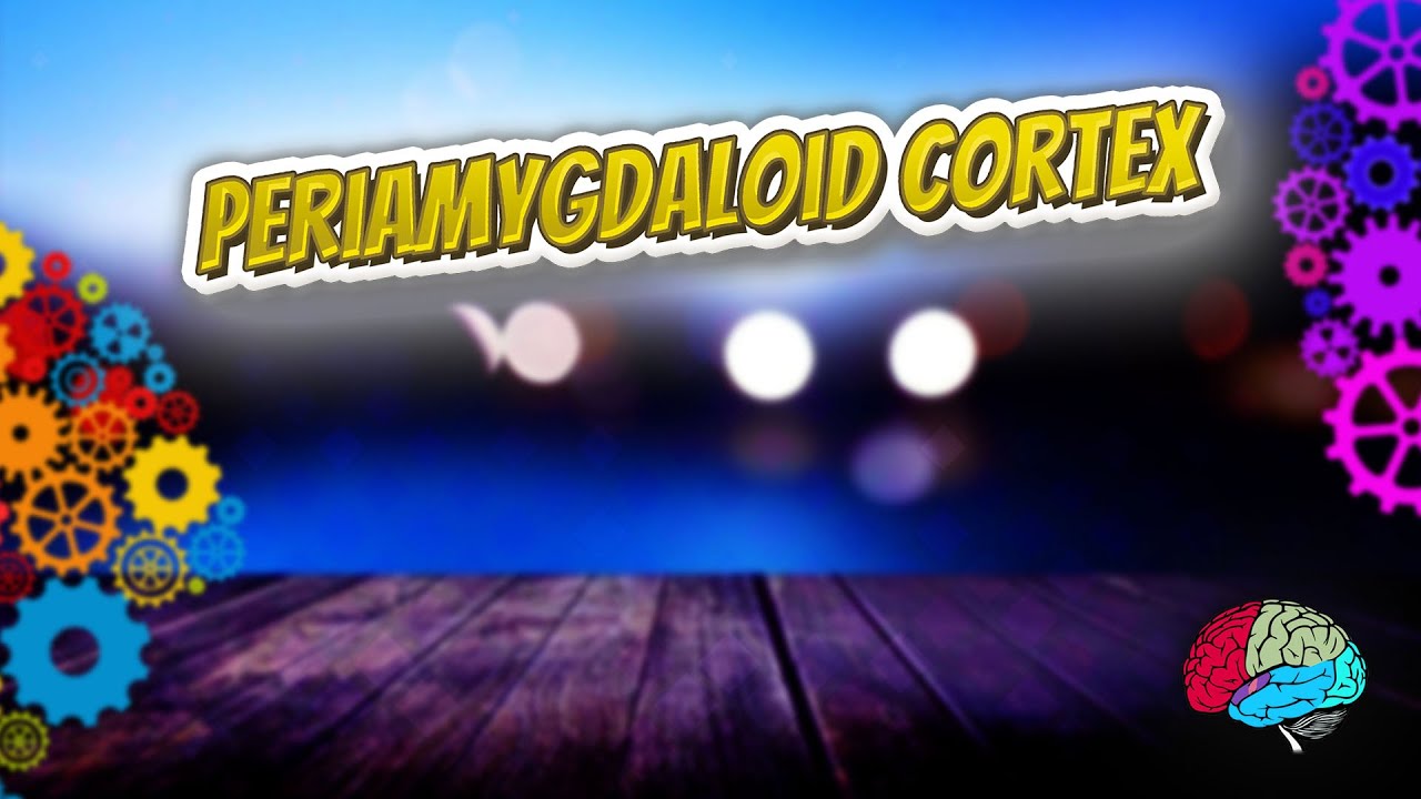 Periamygdaloid cortex - Know It ALL 🔊✅ - YouTube