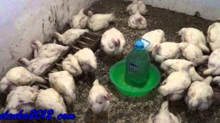 Почему дохнут цыплята бройлера и что делать - Видео онлайн