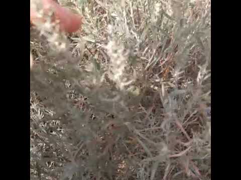 download lagu mp3 mp4 Sage Plant Alberta, download lagu Sage Plant Alberta gratis, unduh video klip Sage Plant Alberta