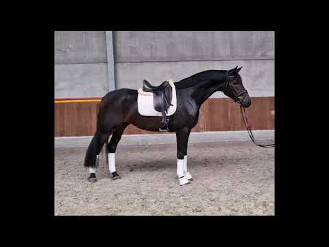 Fantastic - 4.5yo gelding by Feinrich x Florestan