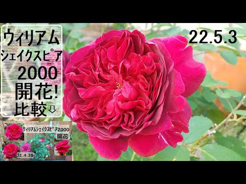 イングリッシュローズ「ウィリアム・シェイクスピア2000」 植物