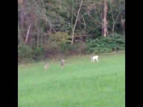 The Elusive White #Albino Deer, Western New Jersey. #nature #wildlife