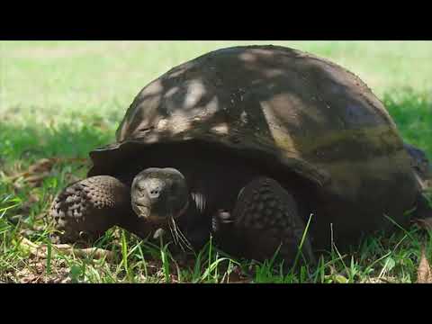 Ganjah Roots - Protégeme ( Letra )