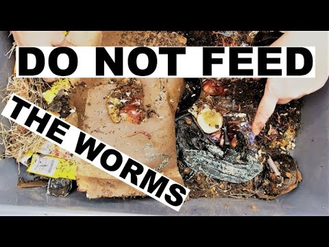 Lasagna Compost Worm Bin Update
