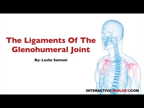 079 The Ligaments of the Glenohumeral Joint