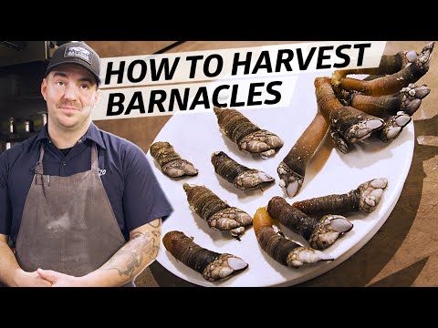 image-What do gooseneck barnacles taste like?