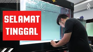 SULITNYA MEREKONDISI IKAN PREDATOR ASLI INDONESIA HASIL TANGKAPAN ALAM