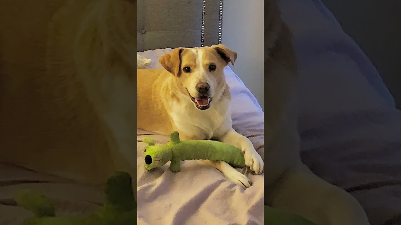 Enlarge JuJu, an adopted Mixed Breed in San Diego, CA video 6/6