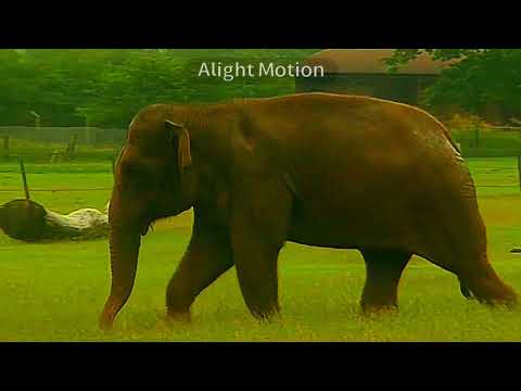 Teletubbies: Elephant Bath At The Zoo