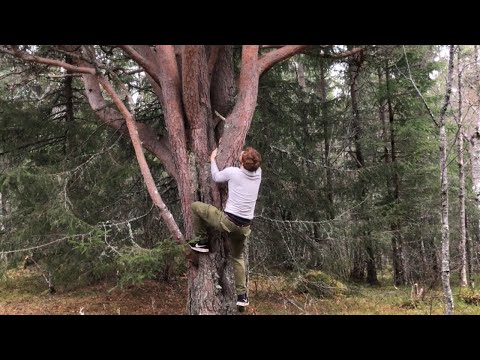Tree climbing (no rope)