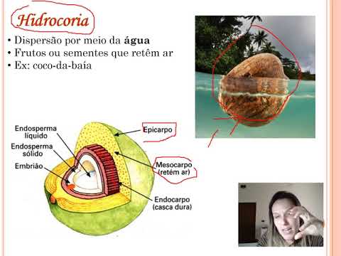 Angiospermas - parte 06 (frutos e sementes)