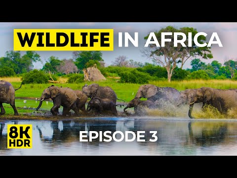 8K HDR Amazing Wildlife of Africa - Episode 3 - Rich Fauna of Okavango Delta + Real Animal Sounds
