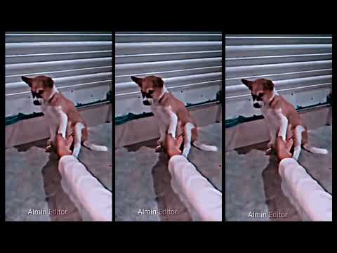 dog instagram reels video editing 🥰🥰❤️❤️🥀xml file dog #alightmotion #presetff #preset #dog #3dxml